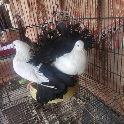 Black tail breeder pair extreme quality
