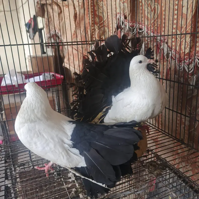Black tail breeder pair extreme quality — photo 2