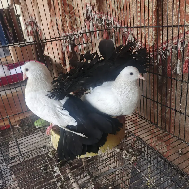 Black tail breeder pair extreme quality — photo 3