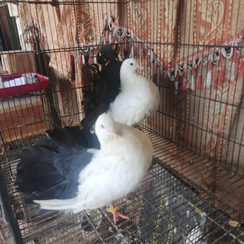 Black tail breeder pair extreme quality — photo 4