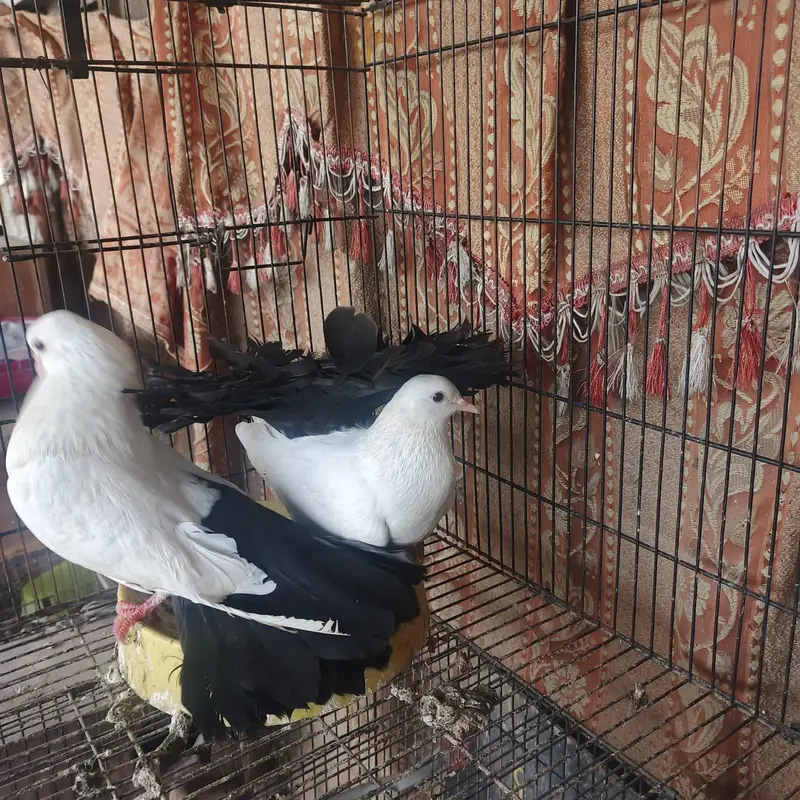 Black tail breeder pair extreme quality — photo 5