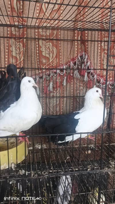 Blak tail breeder pair extreme quality