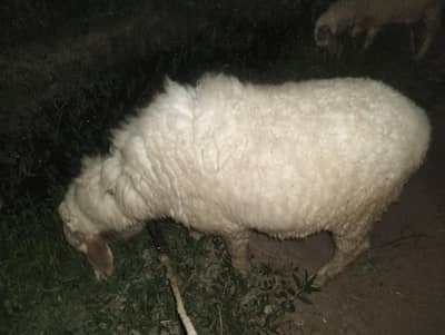 Male sheep