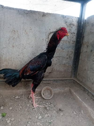 German Shamo high quality male in reasonable price