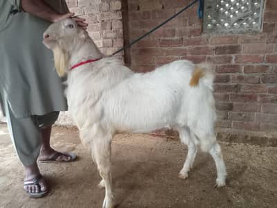 breeder pink nose for sale