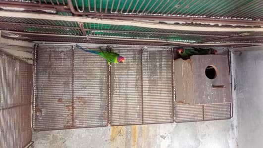 plum head beautiful bird condition 10/10