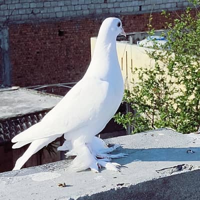 Fancy German pair 03145592983