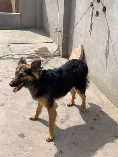 german ashasion cross h watsap 03106193051