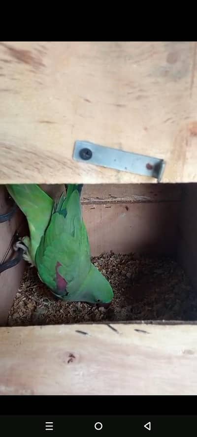 3 Andy b Hain Sath full hand taim