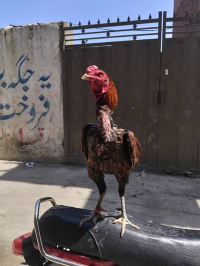 waliti gamer bird 03204662945 only Whatsapp