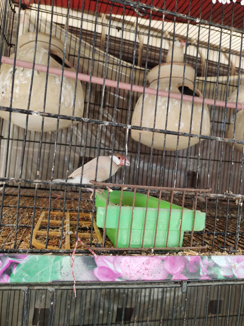 fawn java breader pair & silver java breader pair 0