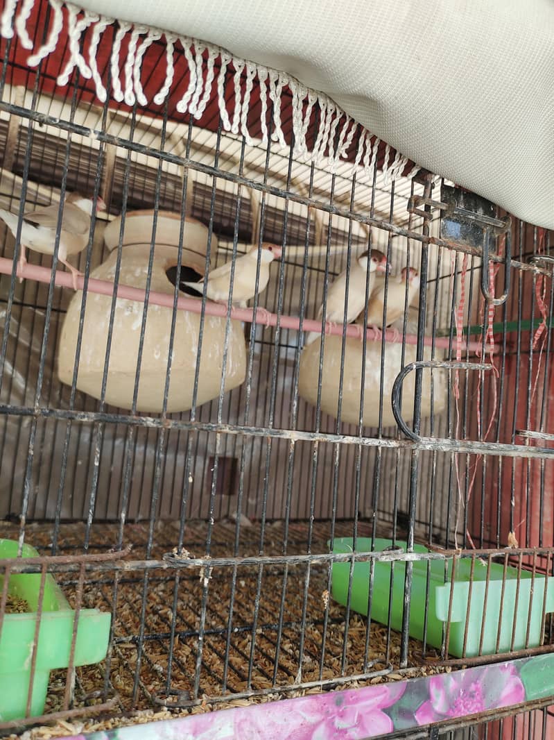 fawn java breader pair & silver java breader pair 1