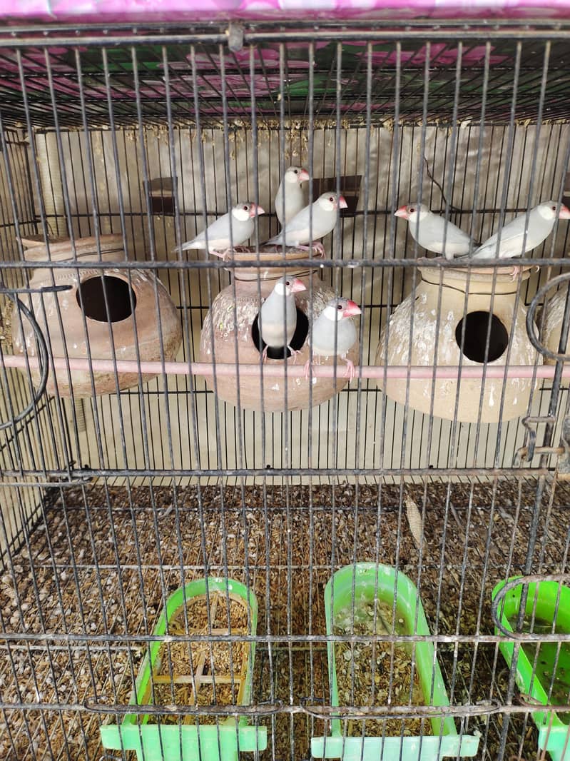 fawn java breader pair & silver java breader pair 2