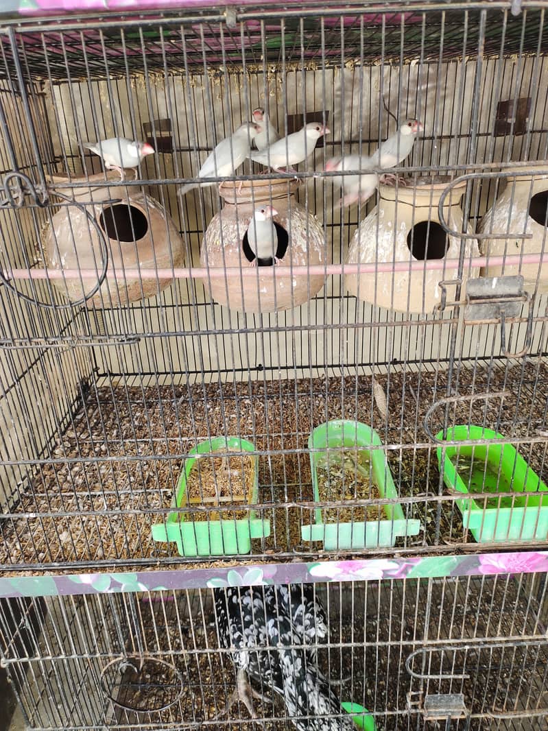 fawn java breader pair & silver java breader pair 3