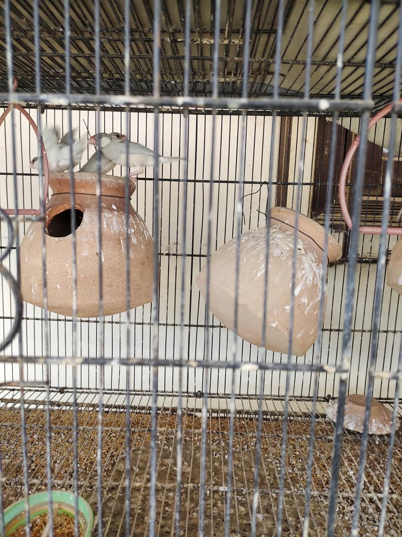 fawn java breader pair & silver java breader pair 4