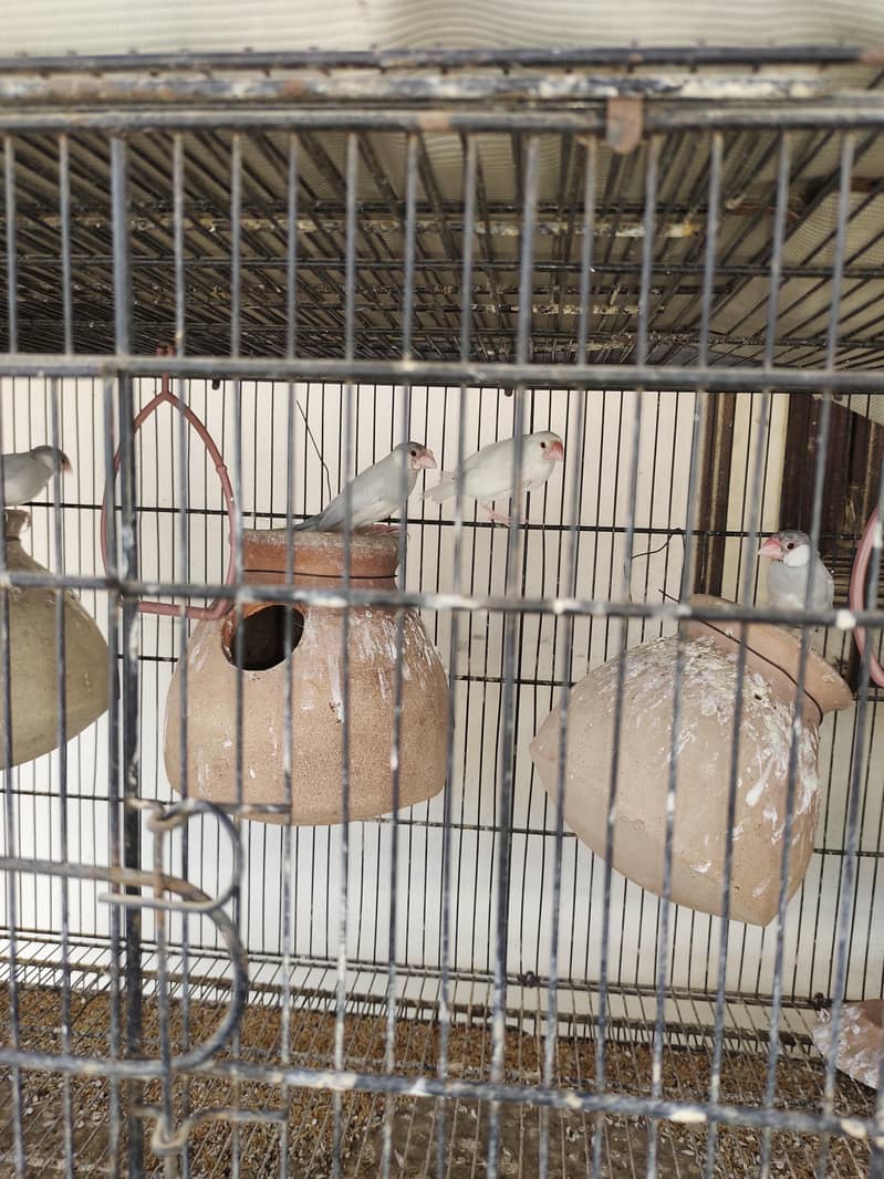 fawn java breader pair & silver java breader pair 5