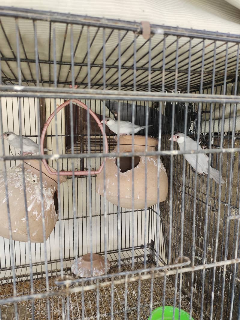 fawn java breader pair & silver java breader pair 6