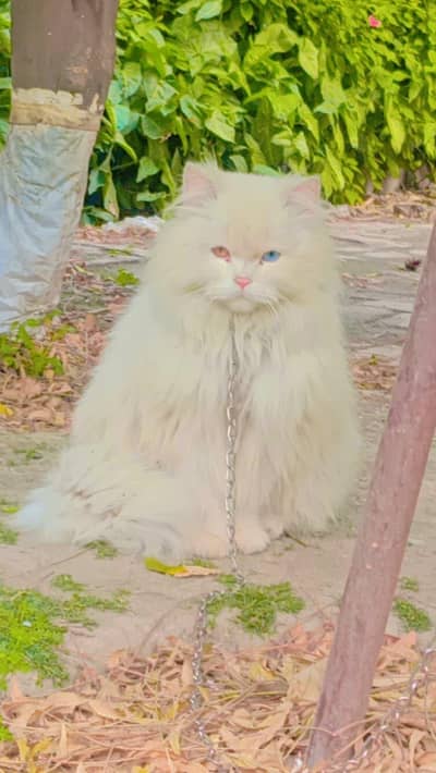 Persian Female Cat