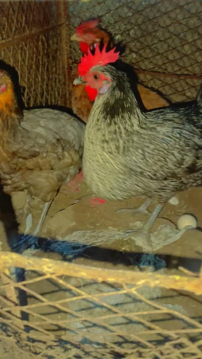 3 hens urgnt sale anday day rhi ha