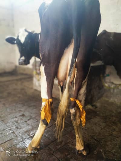 First timer best quality