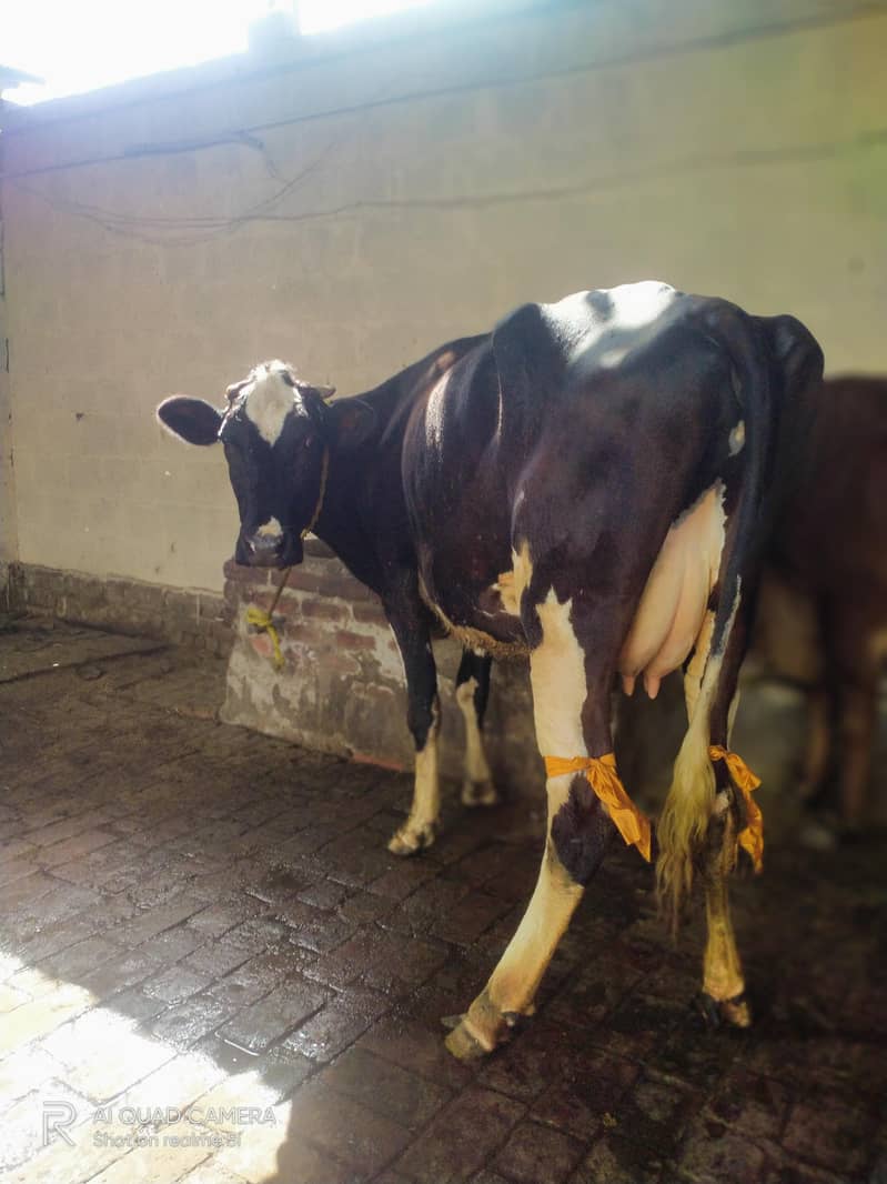 First timer best quality 1