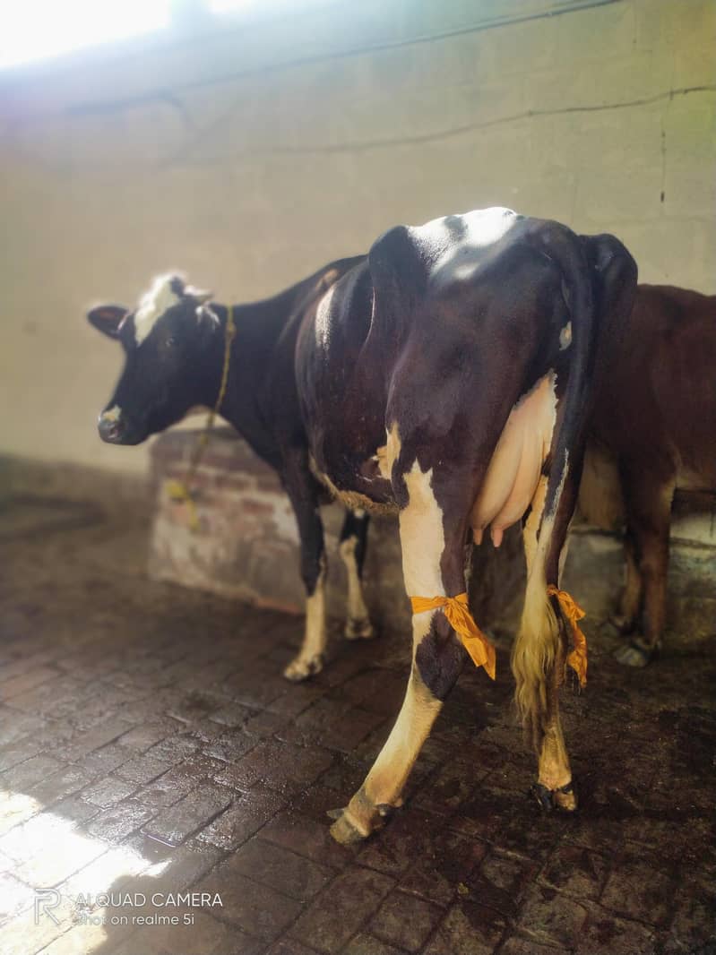 First timer best quality 2