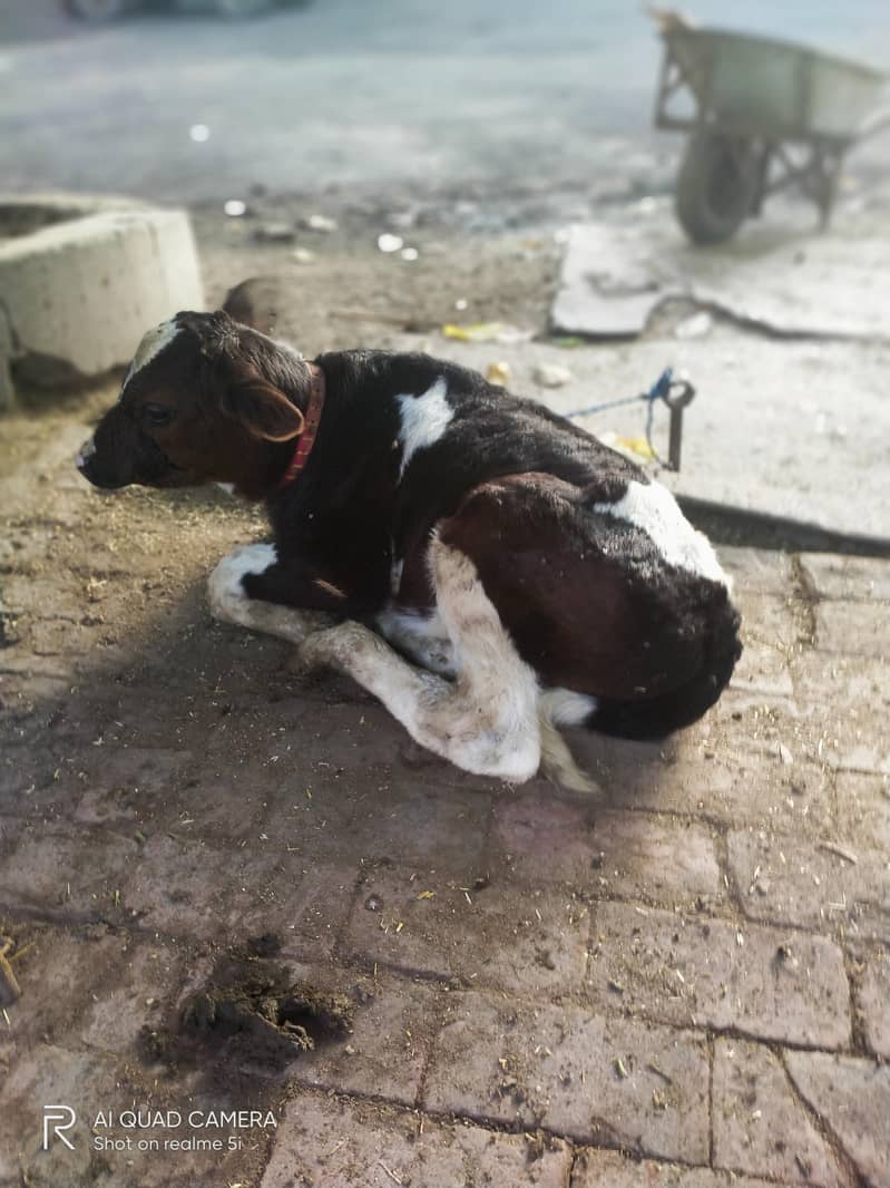 First timer best quality 3