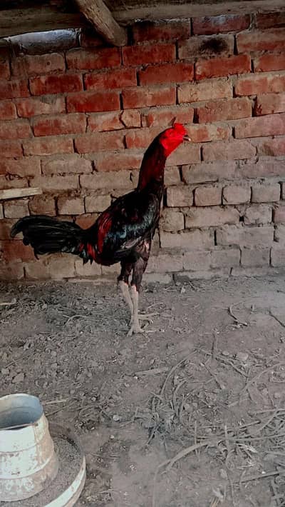 pure Aseel Thai brumi chicks and murghi Aseel Thai brumi Shamo heera