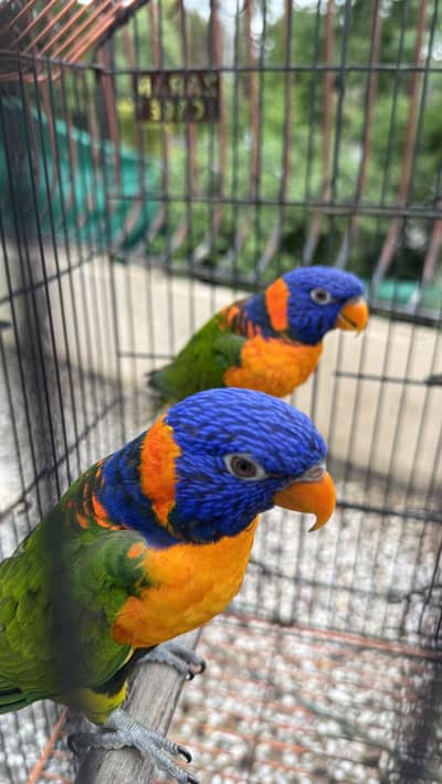 Lorry lorries lori Males with Dna  sale