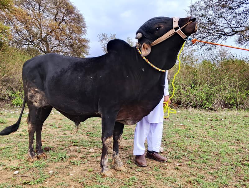 Dhani Cross دھنی کراس 1