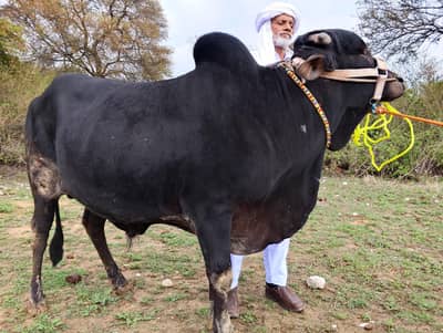 Dhani Cross دھنی کراس