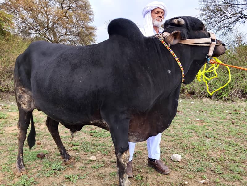 Dhani Cross دھنی کراس 0