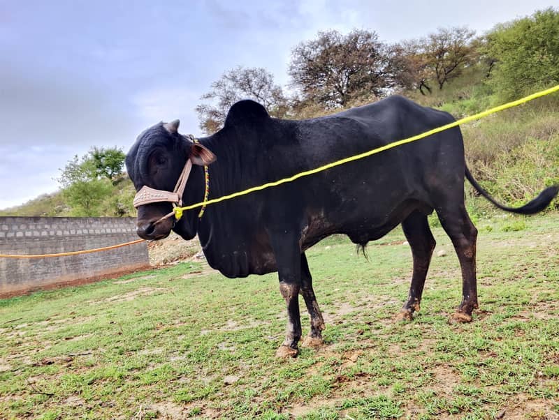 Dhani Cross دھنی کراس 2