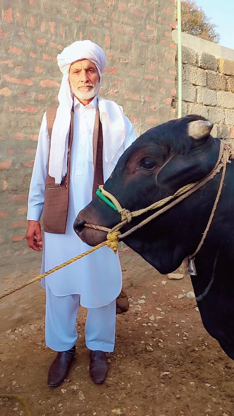 Dhani Cross دھنی کراس 3