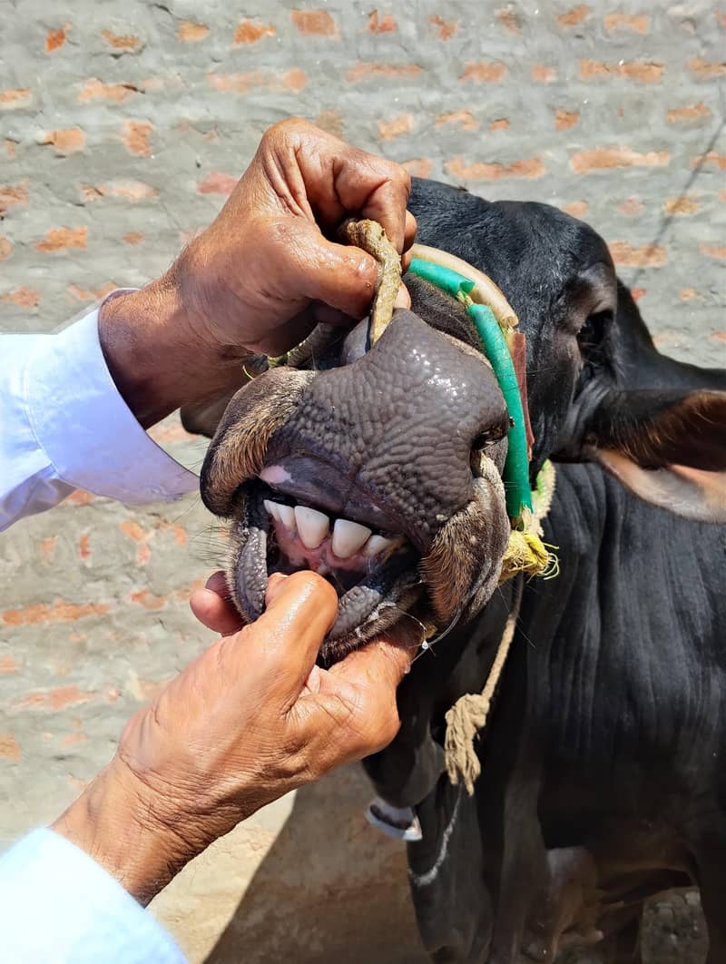 Dhani Cross دھنی کراس 4