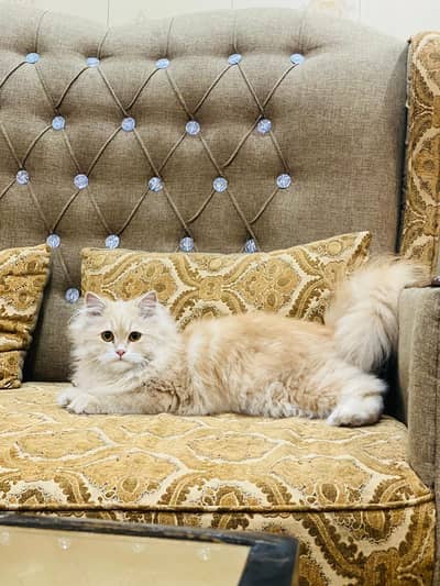 Persian kitten For Sale