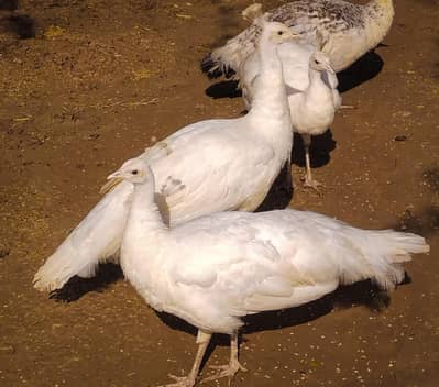Peacock  FOR SALE