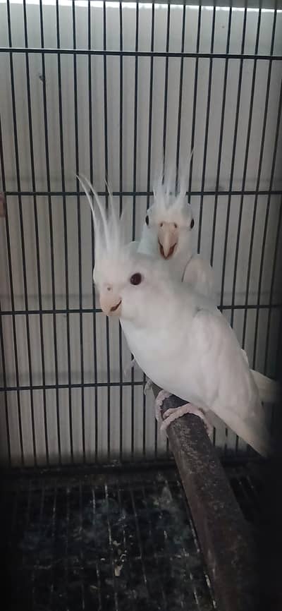albino white cocktail breeder pair