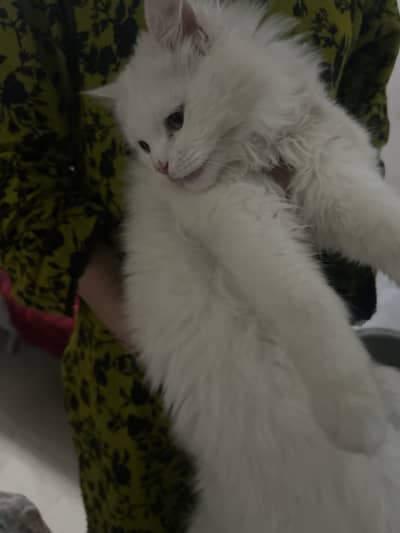 Persian cat for sale