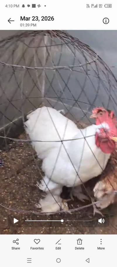 white buff or loman brown