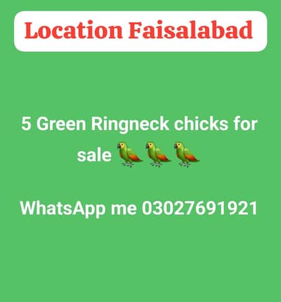 Chicks for sale