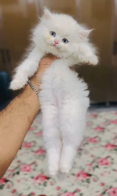 Quality White Persian Kitten Blue Eyes 2 Coot Long hair Litter Train