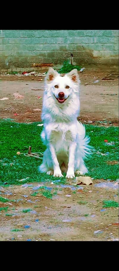 Russian male dog / pink nose puppy / Russian male puppy for sale