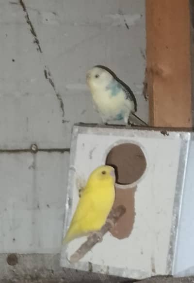 Australian budgie