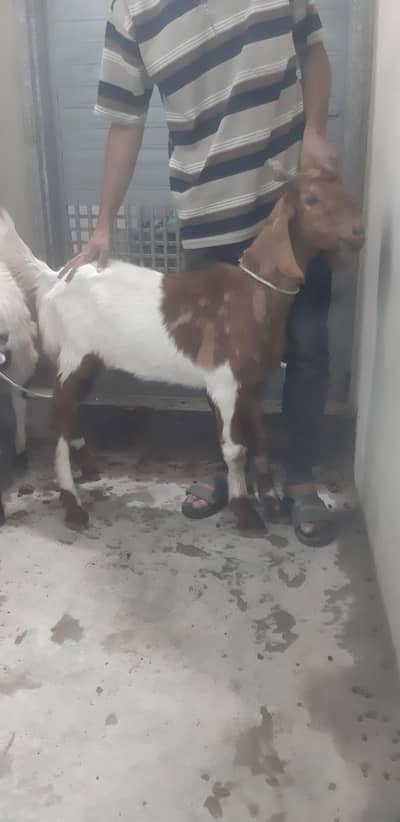 Bakra contact only wathapp  03282324280