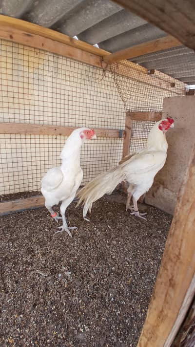 Indian Parrot Beak/Golden Buff Pair/ Qandhari Pair/Golden buff male