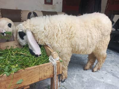 Sheepmundra chatra | sheep Kajla chatra | Goat | Qurbani | kajla | بکر