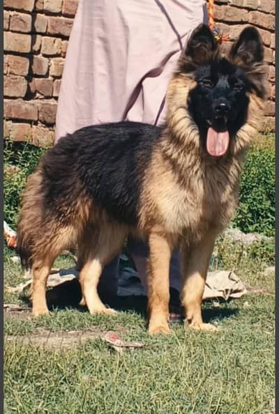 Belgium Shepherd  | breeder female |  double coated |