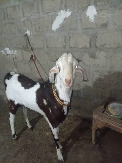 Bakra