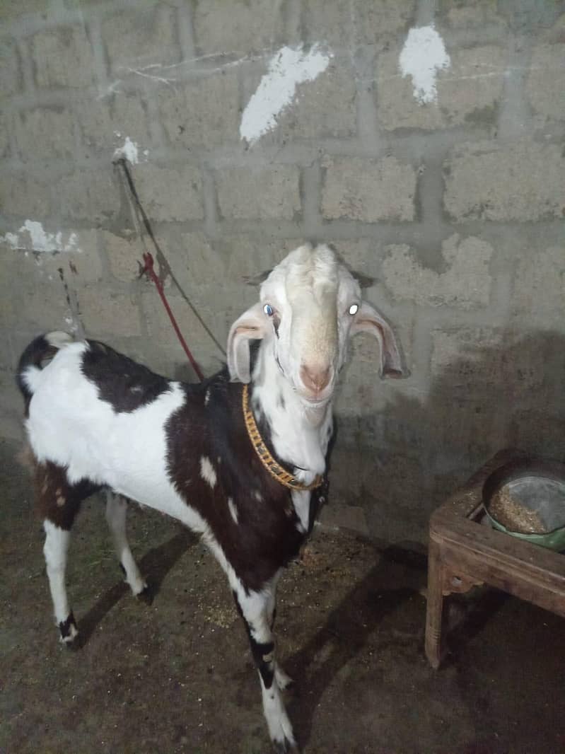 Bakra 0